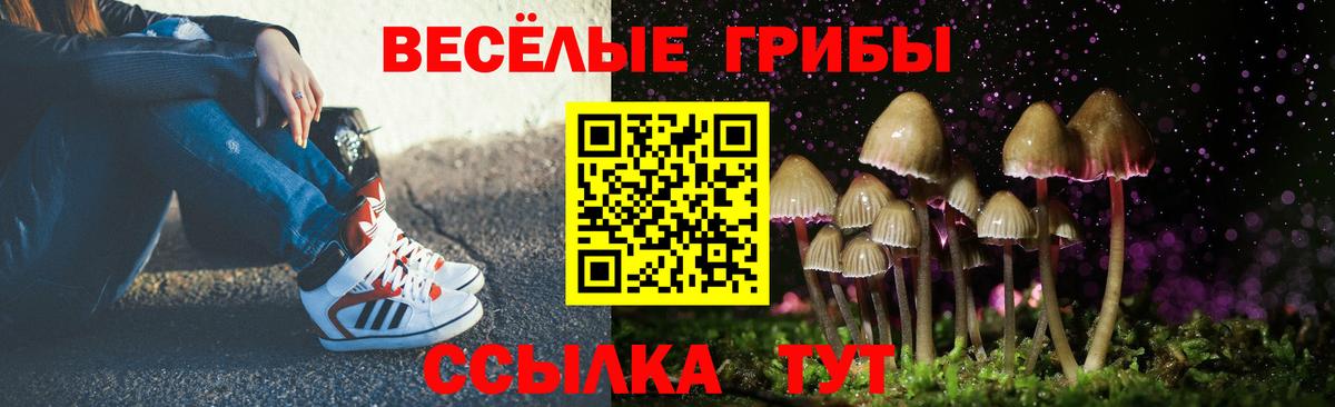 Псилоцибиновые грибы Psilocybe Осинники
